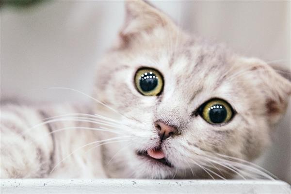 猫为什么出现牙结石，一般是干粮中的碳水化合物含量高、口腔炎症等因素引起