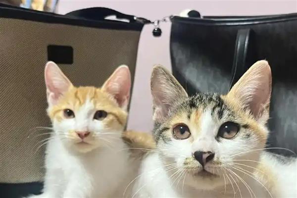 猫为什么出现牙结石，一般是干粮中的碳水化合物含量高、口腔炎症等因素引起