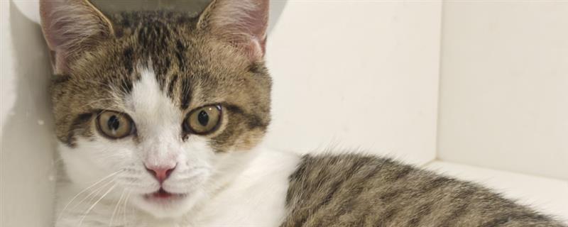 猫为什么出现牙结石，一般是干粮中的碳水化合物含量高、口腔炎症等因素引起
