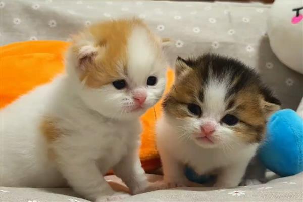 猫为什么出现牙结石，一般是干粮中的碳水化合物含量高、口腔炎症等因素引起