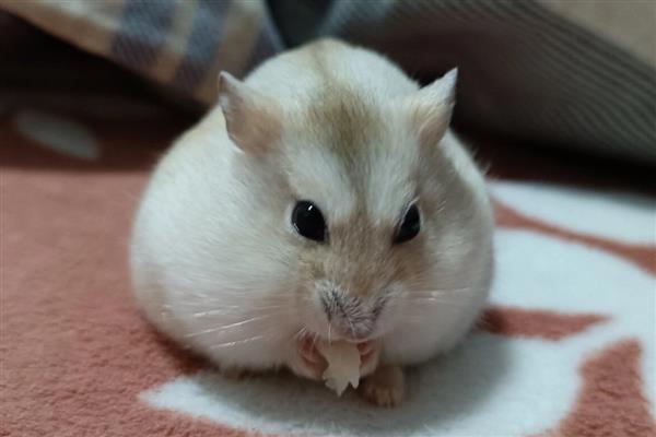 被仓鼠咬出血如何处理，伤口流血、变肿要打破伤风针