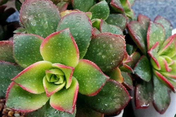 艳日辉的耐寒温度，耐寒8-10℃