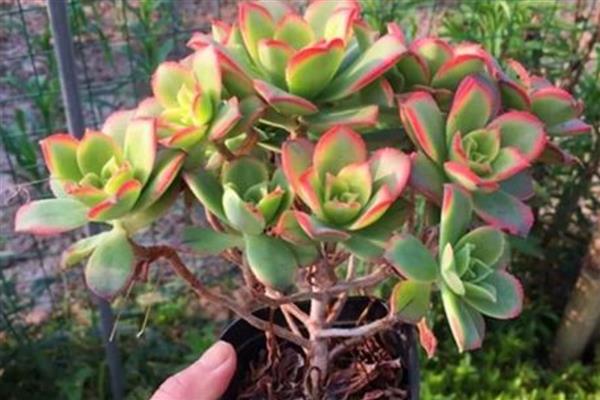 艳日辉的耐寒温度，耐寒8-10℃