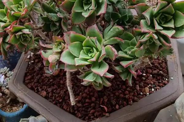 艳日辉的耐寒温度，耐寒8-10℃