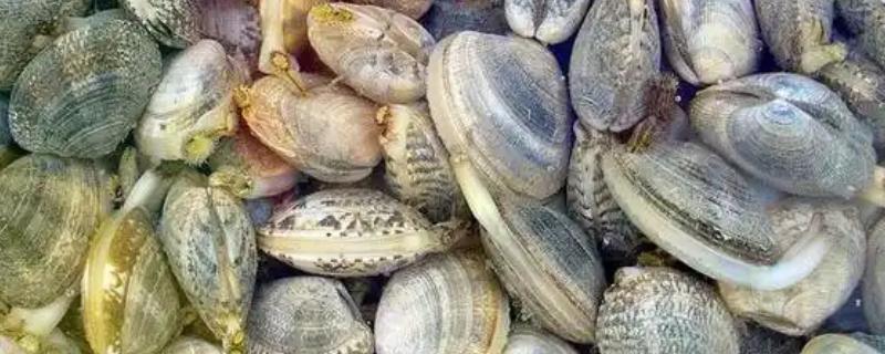 花蛤的清洗方法，冲洗后再用盐水浸泡可让它吐沙