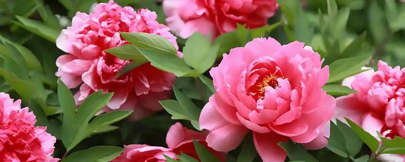 牡丹花的开放时间，花期多为4-5月份