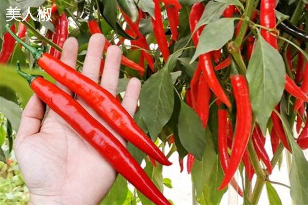 美人椒和红线椒有什么区别，外形、口感、食用方式都不同