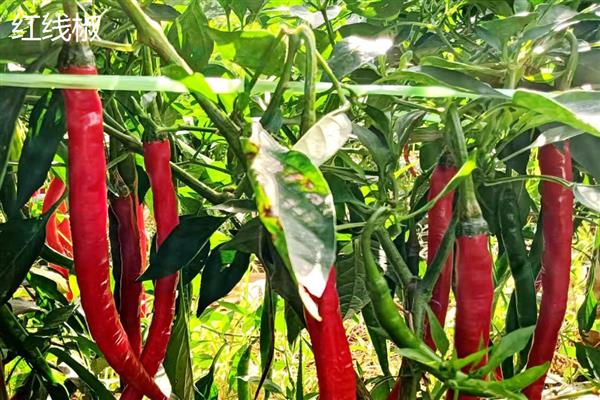 美人椒和红线椒有什么区别，外形、口感、食用方式都不同