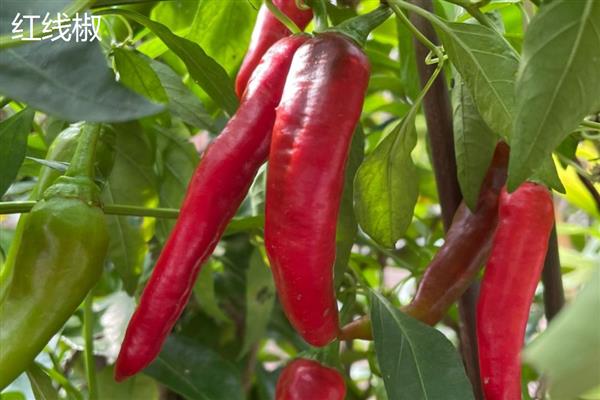美人椒和红线椒有什么区别，外形、口感、食用方式都不同