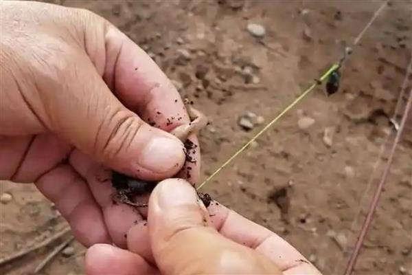 钓鱼挂蚯蚓的方法，常见以下3种方法