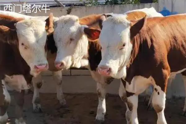 哪些牛繁殖最快，常见西门塔尔牛、夏洛莱牛等品种