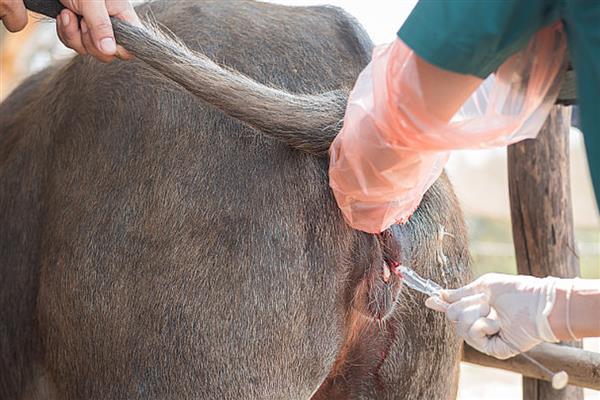 哪些牛繁殖最快，常见西门塔尔牛、夏洛莱牛等品种