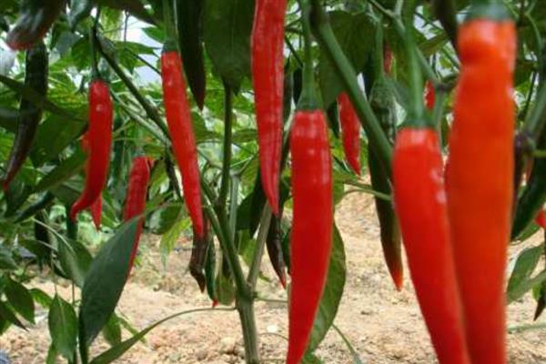 美人椒和红线椒有什么区别，外形、口感、食用方式都不同