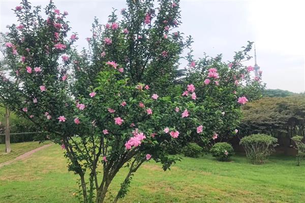 木槿如何移栽，移栽要让它的根系全都没入土中