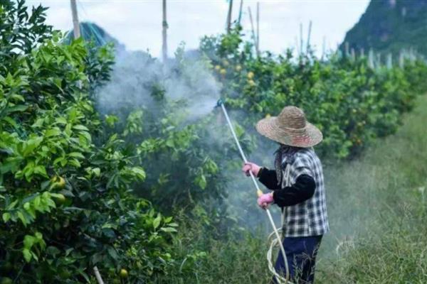 种植沃柑的注意事项，进入丰产期后每年至少追肥3次