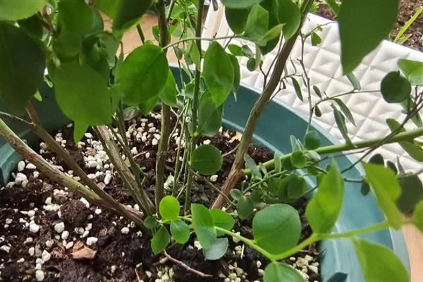 怎么种植蓝莓，每隔3-5天浇灌一次