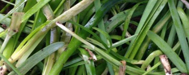 韭菜疫病危害，根部、茎部、花和叶片均会受损