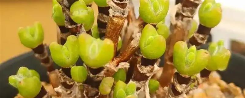 怎么养碧光环，要根据土壤的干湿度来浇水