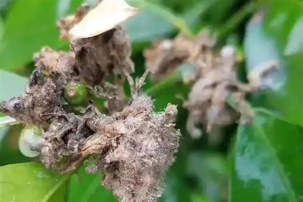 灰霉病的症状，苗期发病叶柄会形成水渍状腐烂