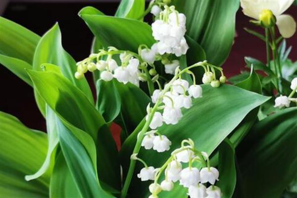 铃兰花有什么花语，代表幸福归来、新婚祝福等含义