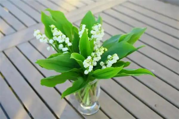 铃兰花有什么花语，代表幸福归来、新婚祝福等含义