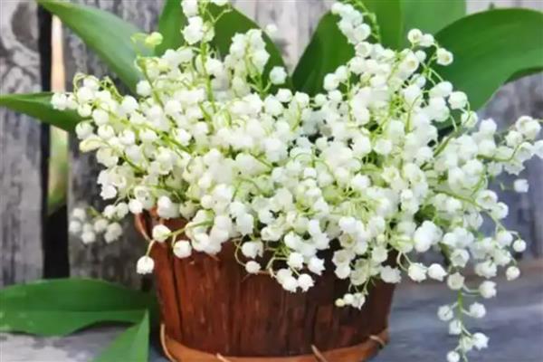 铃兰花有什么花语，代表幸福归来、新婚祝福等含义
