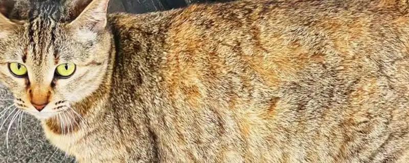猫咪怀孕后有哪些注意事项，防止高度跳跃和快速奔跑