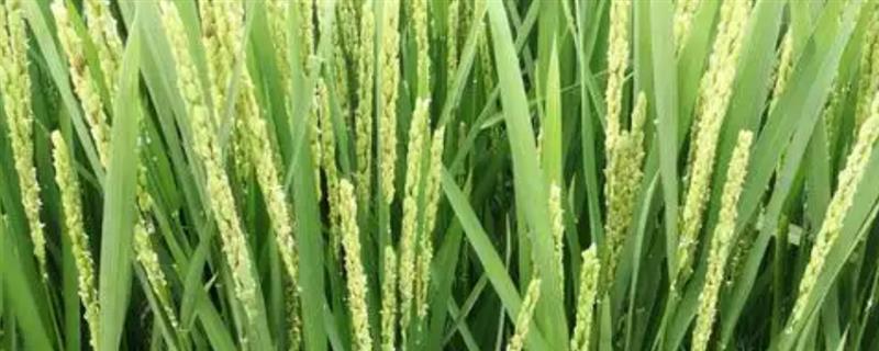 小麦齐穗后几天开始扬花，一般需要2-4天