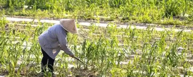 农民种地的过程，先选择合适的土壤