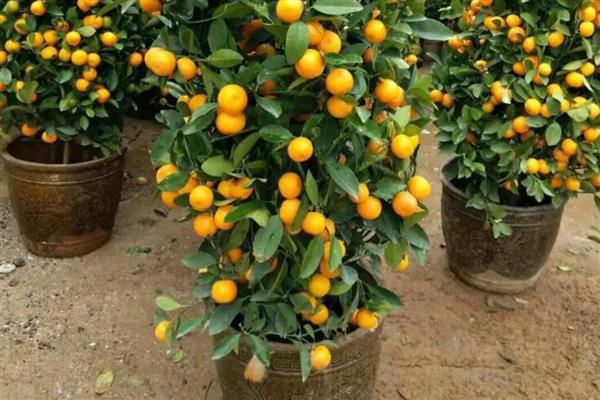 金桔盆栽的养护方法，开花时追施磷钾肥可促进结果