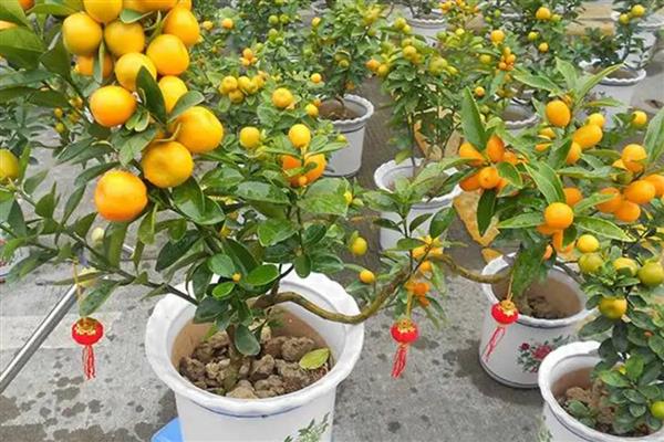 金桔盆栽的养护方法，开花时追施磷钾肥可促进结果