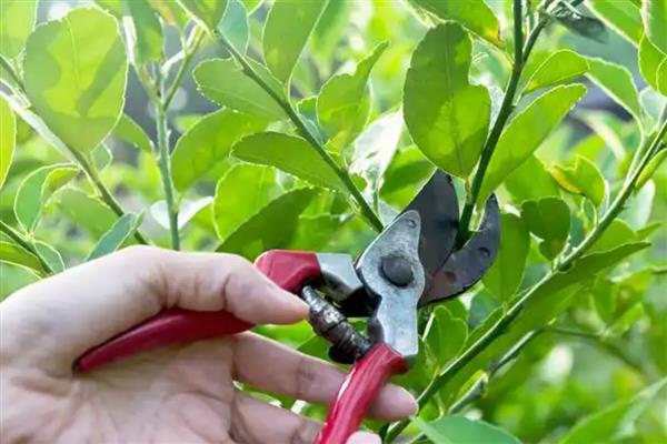 金桔盆栽的养护方法，开花时追施磷钾肥可促进结果