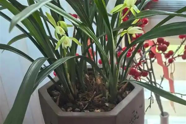 怎么判断兰花要不要浇水，土壤颜色明显变浅则说明缺水