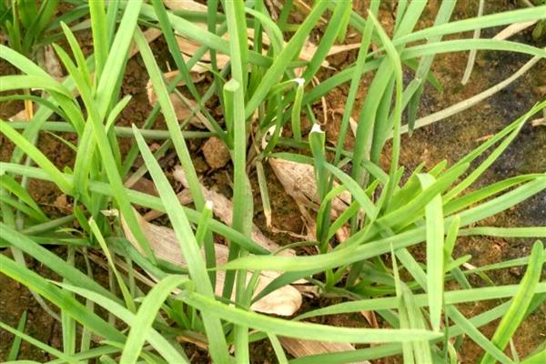 韭菜疫病危害，根部、茎部、花和叶片均会受损