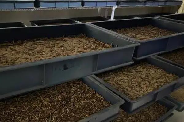 蛋白虫简介，是一种蠕虫