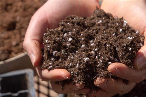 怎么养碧光环，要根据土壤的干湿度来浇水