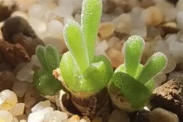 怎么养碧光环，要根据土壤的干湿度来浇水