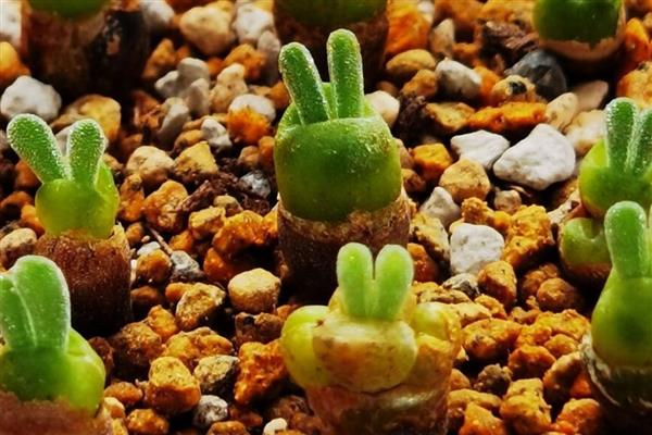 怎么养碧光环，要根据土壤的干湿度来浇水