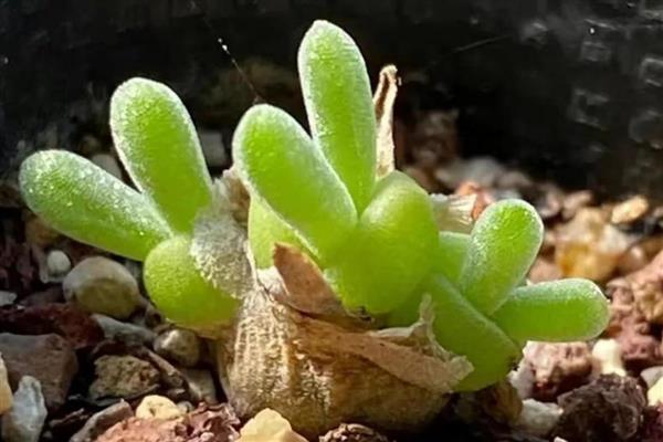 怎么养碧光环，要根据土壤的干湿度来浇水