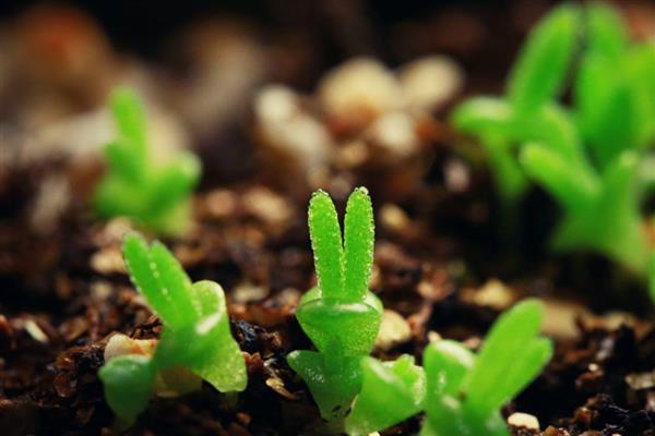 怎么养碧光环，要根据土壤的干湿度来浇水