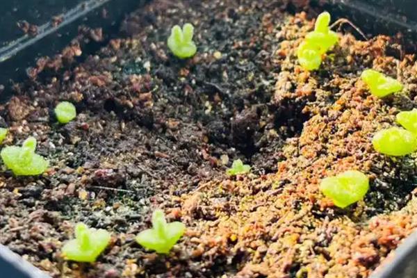 怎么养碧光环，要根据土壤的干湿度来浇水