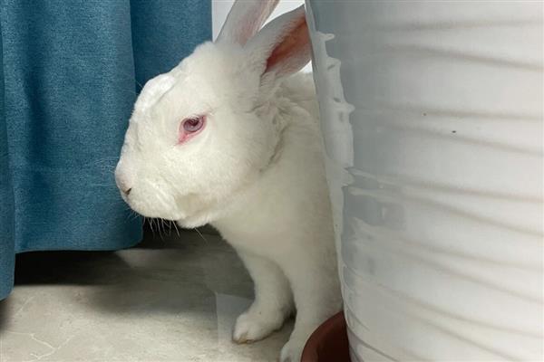 兔子患上低血糖如何处理，需为它保暖并灌服葡萄糖