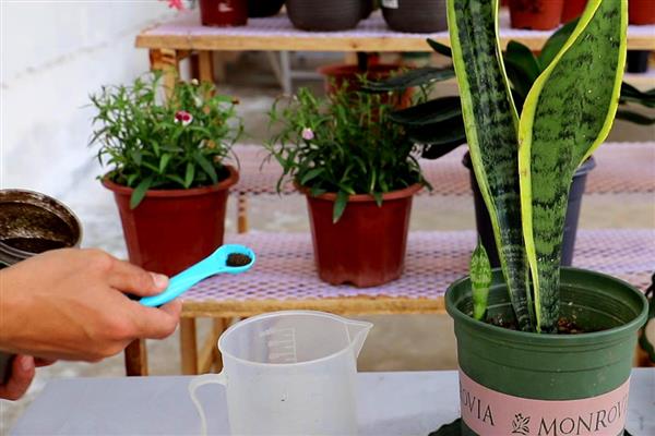 虎皮兰能不能放在阳台上晒，光照过强时要适当遮阴