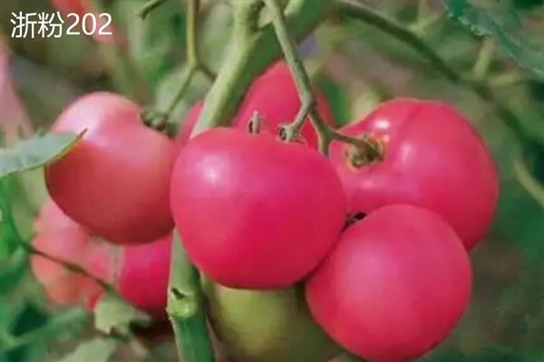大棚番茄的几个主要品种，有金棚1号、合作908等
