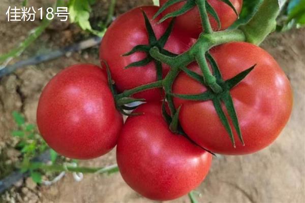 大棚番茄的几个主要品种，有金棚1号、合作908等