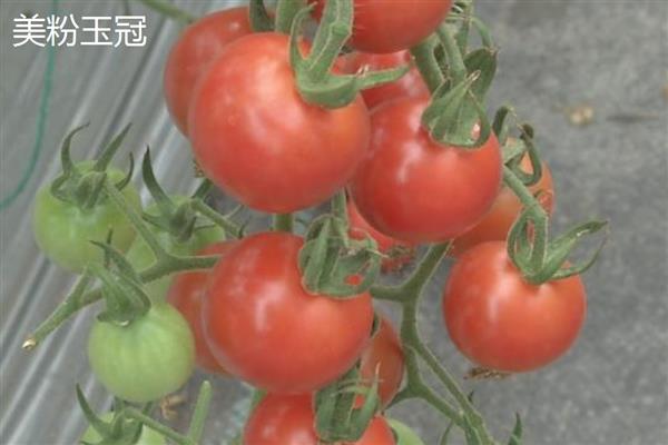 大棚番茄的几个主要品种，有金棚1号、合作908等