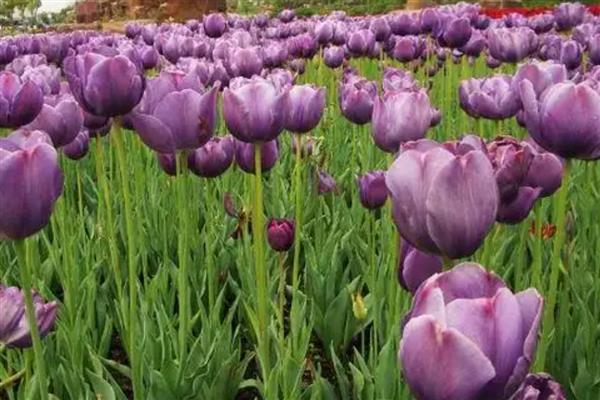 紫色郁金香的花语，寓意高贵的爱、无尽的爱等