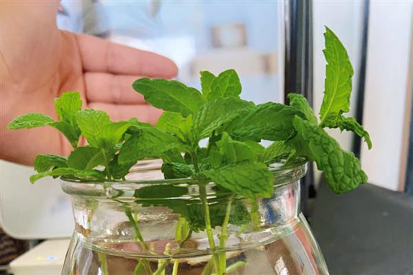 薄荷的养殖方法，后期每隔2天换一次水