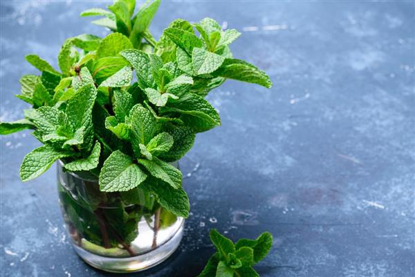 薄荷的养殖方法，后期每隔2天换一次水