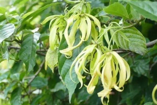 依兰香过多长时间才会开花，种植后经过2-3年便可开放